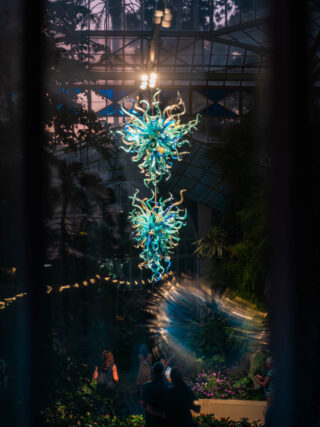 naina redhu, naina.co, Adelaide botanic garden, south Australia, dale Chihuly, glass art, glass sculptures, photographer, writer, experience collector, blogger, botanic garden and state herbarium, bgsh, nights, in full colour